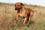 RODESIAN RIDGEBACK 007